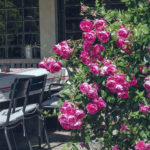Jardin type Le Nôtre à la française 13