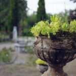 Jardin type Le Nôtre à la française 36